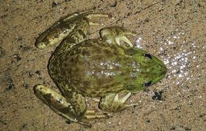 Photo of american bullfrog