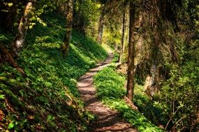 walk Path Away in spruce Forest