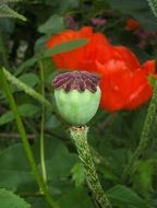 Red poppy flowers blossom in nature