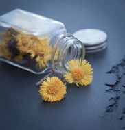 dandelions in the glass bottle