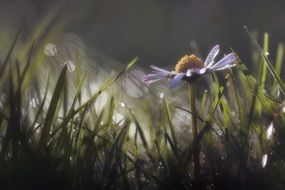 photo of daisy in the morning sun