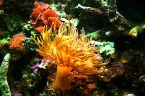 Sea Anemone Aquarium