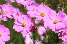 The Pink Flowers