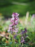 Corydalis Blossom