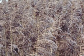 dry brown cane