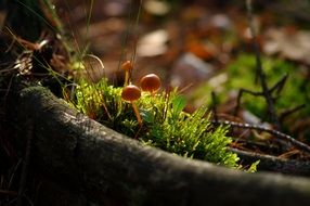 Mushrooms in the forest in autumn