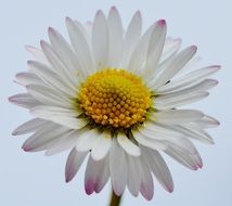 elegant Daisy