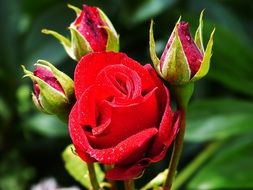 Rose Floribunda Red close-up on blurred background
