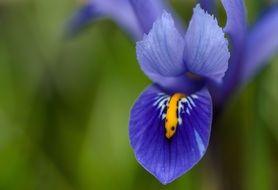 elegant Iris