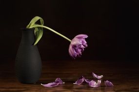 incredibly handsome Dead Tulip