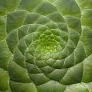 wonderful Succulent