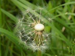 Seeds of the white dandelion in spring
