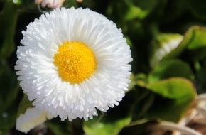 Beautiful white and yellow geese flower among the green leaves in the garden