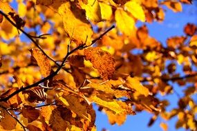 yellow leaves on tree branches against the blue sky