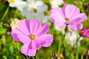 pink and white flowers in a flower meadow