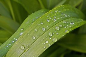 Raindrop Close up
