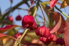 pink Spindle Euonymus plants