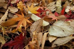 variety of fall foliage close up