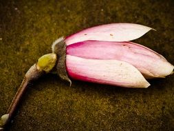 pink magnolia close up
