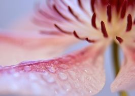 clematis petals in water drops