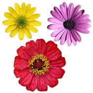 three isolated garden flowers