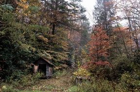 Small wooden hut among the colorful plants in the beautiful autumn forest