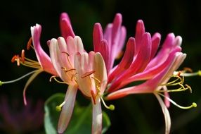 Honeysuckle Plant