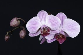 tender purple orchid flowers and buds on black background