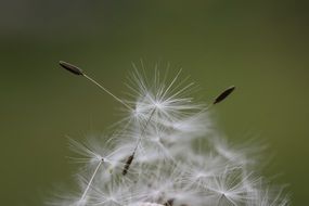 seeds of a dandelion on a blurry background close-up