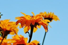 yellow summer flowers at blue sky