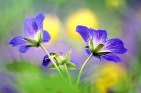 blurred summer purple flowers