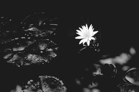 Black and white photo of Water Lily