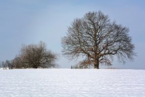 trees in a snowy winter landscape