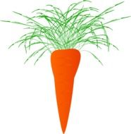 Carrots Naciowa drawing