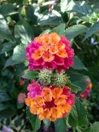 orange-pink lantana in the garden