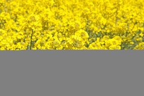 Canola Summer Field Landscapes