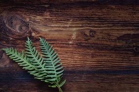 Three fern leaf on wood background