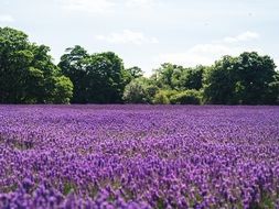 blooming Lavender Field at sunny day