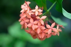 small pink flowers close up close-up on blurred background