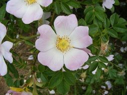 pale pink bloom of a wild rose close-up