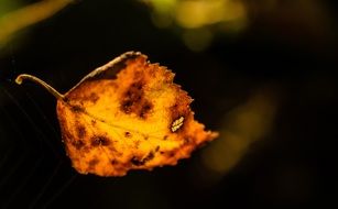 orange autumn leaf on a dark background
