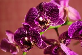 purple spotted orchid close-up