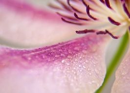 pink-white flower in drops close up