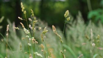 spikes of grass on Green meadow