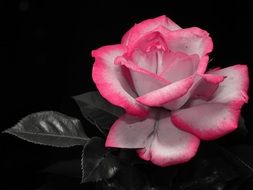 pink white rose flower on a black background
