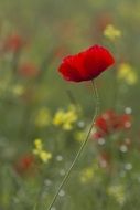 poppy like wild flower