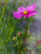 delicate cosmea flower