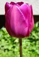 purple Tulip close up