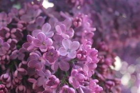 Lilac Purple Flower
