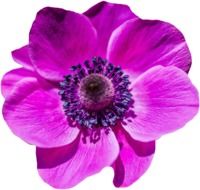 bright purple poppy on white background